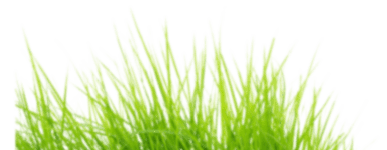 Grass
