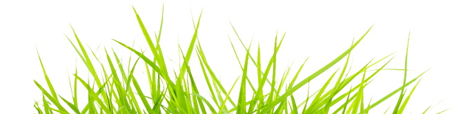Grass