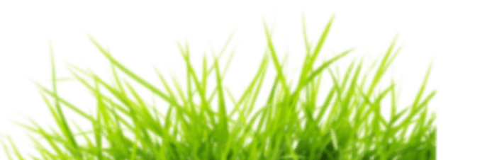 Grass