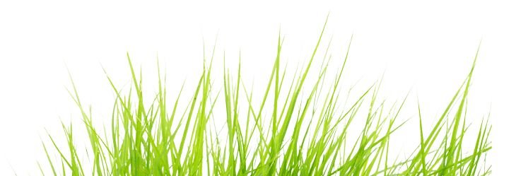 Grass